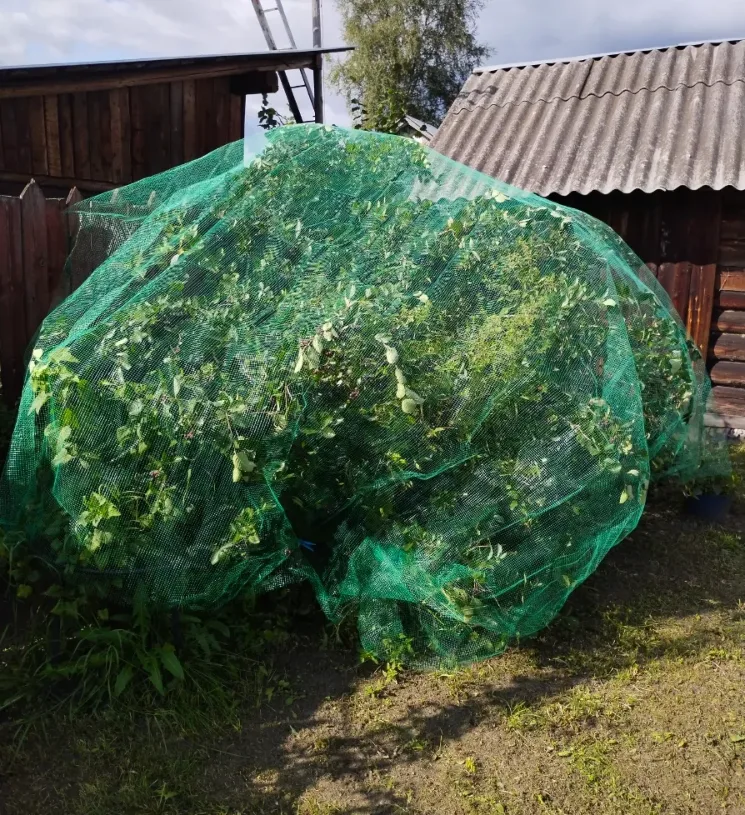 Сетки от птиц для деревьев. Что важно учесть при выборе